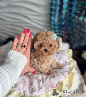 Photo №2 de l'annonce № 165523 de la vente maltipu - acheter à Biélorussie de la fourrière