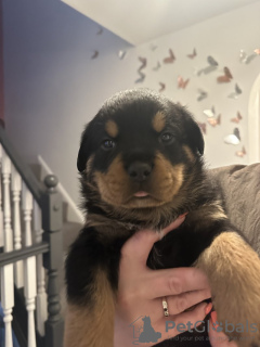 Photo №2 de l'annonce № 100358 de la vente rottweiler - acheter à USA annonce privée