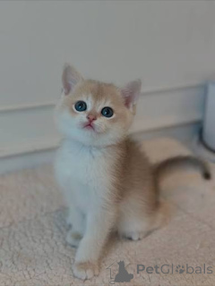 Photo №1. british shorthair - à vendre en ville de Londonderry | négocié | Annonce № 173857