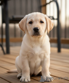 Photo №1. labrador retriever - à vendre en ville de Philippsburg | 436€ | Annonce №168073