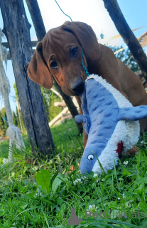 Photo №4. Je vais vendre chien de rhodésie à crête dorsale en ville de Cracovie. éleveur - prix - 2200€