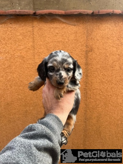 Photo №3. Mini Dack Puppies aux cheveux longs. Serbie