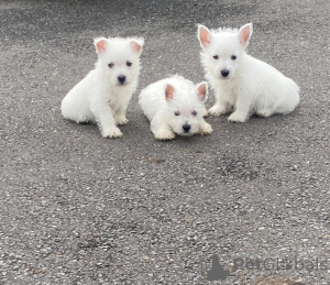 Photo №1. west highland white terrier - à vendre en ville de Paris | négocié | Annonce №157227