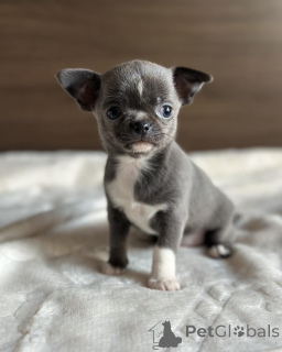 Photo №3. Prachtige Chihuahua-puppy's op zoek naar un gouden mandje. Belgique
