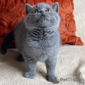 Photo №4. Je vais vendre british shorthair en ville de Allensbach. éleveur - prix - négocié