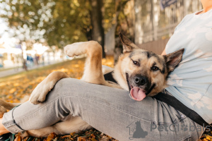 Photo №1. chien bâtard - à vendre en ville de Москва | Gratuit | Annonce №77649