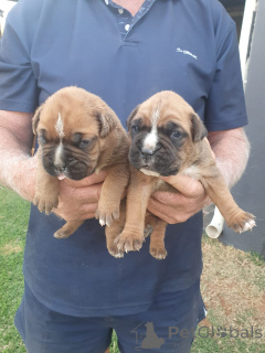 Photo №1. boxer - à vendre en ville de Mauvais soden-smelmünster | négocié | Annonce №169502