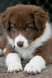 Photo №2 de l'annonce № 160784 de la vente border collie - acheter à Pays Bas annonce privée, éleveur