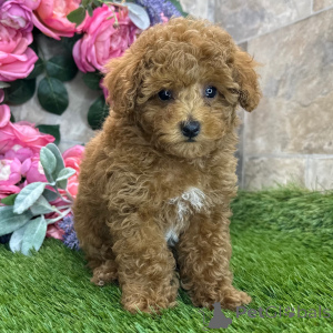 Photo №3. Caniche mâle 9 semaines Prêt avant le 17 mai. Belgique