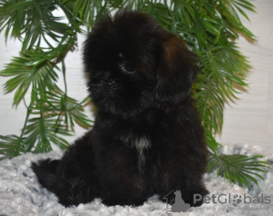 Photo №3. Shi-tzu. Fédération de Russie