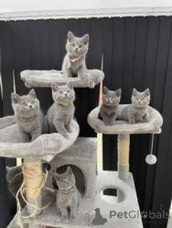 Photo №1. british shorthair - à vendre en ville de Zelzate | Gratuit | Annonce № 154171