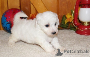 Photo №2 de l'annonce № 168185 de la vente bichon à poil frisé - acheter à Suède annonce privée, éleveur