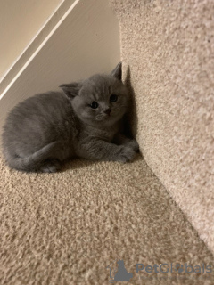 Photo №4. Je vais vendre british shorthair en ville de Ludwigslust. annonce privée, éleveur - prix - 350€