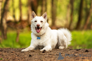 Photo №4. Je vais vendre  en ville de Москва.  - prix - Gratuit