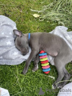 Photo №3. PRÊT 07/06/24 Adorables chiots Whippet enregistrés chez KC. USA