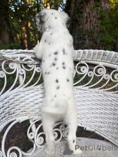 Photo №3. Chiot dalmatien en bonne santé à la recherche d'une famille aimante. Allemagne