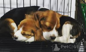 Photo №1. beagle - à vendre en ville de Paris | 700€ | Annonce №160947