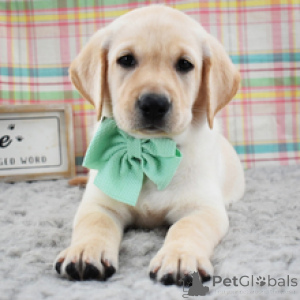 Photo №4. Je vais vendre labrador retriever en ville de Fracasse. annonce privée - prix - 600€