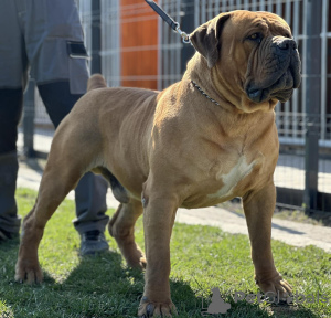 Photos supplémentaires: Chiots Boerboel Mastiff sud-africains