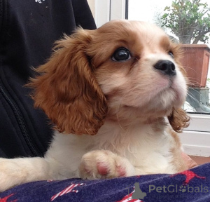 Photo №3. Chiots Cavalier King Charles Spaniel. Suède
