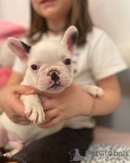 Photo №4. Je vais vendre bouledogue en ville de Дрезден. annonce privée - prix - 265€