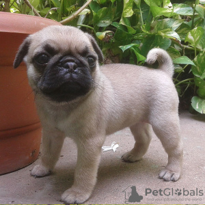 Photo №1. carlin - à vendre en ville de Франкфурт-на-Майне | Gratuit | Annonce №126557