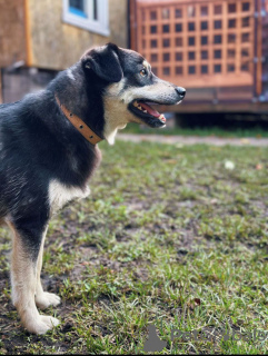 Photos supplémentaires: Le chien souriant Masyanya cherche un foyer !