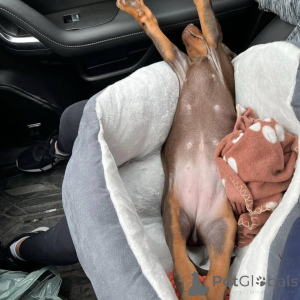 Photo №3. Nuttede dobermann hvalpe søger et kærligt hjem for altid. Danemark