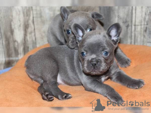 Photo №3. Chiots bouledogues français mignons. Allemagne