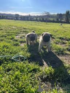 Photo №3. Beaux chiots carlin à vendre.. La Grande-Bretagne