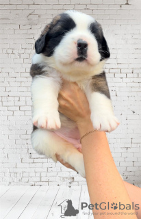 Photo №4. Je vais vendre saint-bernard en ville de Gomel. annonce privée - prix - 1420€