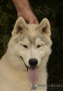 Photo №3. chiot husky sibérien à vendre. Serbie