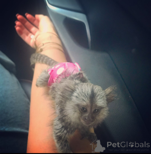 Photo №2 de l'annonce № 161909 de la vente  - acheter à USA 