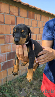 Photo №4. Je vais vendre dobermann en ville de Belgrade.  - prix - 500€