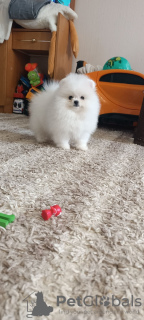 Photo №4. Je vais vendre spitz nain en ville de Chemnitz. annonce privée - prix - 360€