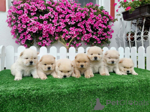 Photo №3. Chow Chow cau cau chiots. Serbie