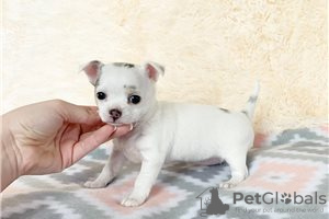 Photos supplémentaires: Adorables chiots Chihuahua en adoption gratuite