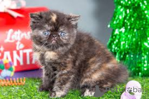 Photo №3. Chatons Exotic Shorthair à acheter. Belgique