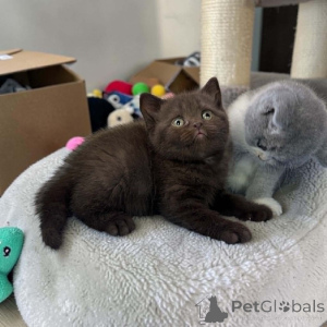 Photo №1. british shorthair - à vendre en ville de Lille | Gratuit | Annonce № 173993