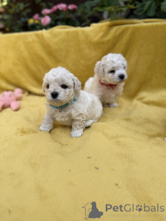 Photo №1. bichon à poil frisé - à vendre en ville de Bolzano | négocié | Annonce №173479