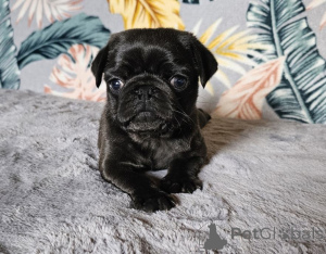 Photo №1.  - à vendre en ville de Emden | 250€ | Annonce №167676