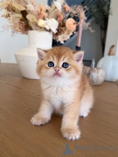 Photo №1. british shorthair - à vendre en ville de Carro | négocié | Annonce № 162905