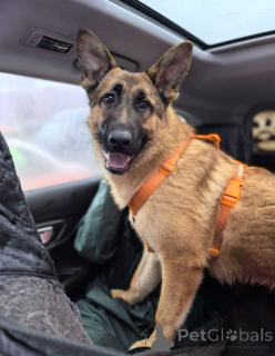 Photo №1. chien bâtard - à vendre en ville de Rivière moscou | Gratuit | Annonce №164580