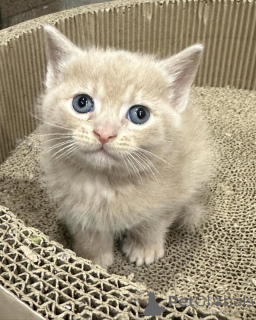 Photo №3. Chat domestique disponible pour adoption. Allemagne