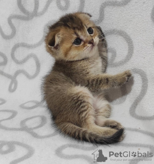 Photo №4. Je vais vendre scottish fold en ville de Krivoy Rog. de la fourrière, éleveur - prix - 248€