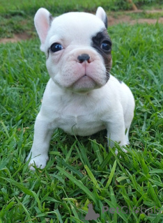 Photo №1. bouledogue - à vendre en ville de Viimsi | négocié | Annonce №169509
