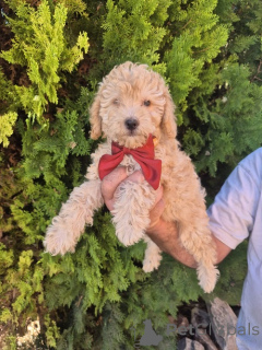 Photo №1. labradoodle - à vendre en ville de Vilovo | négocié | Annonce №176827