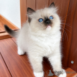 Photo №2 de l'annonce № 171357 de la vente ragdoll - acheter à République Tchèque éleveur