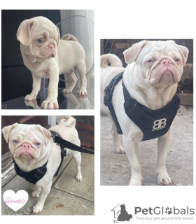 Photo №3. Carlin rose à la recherche d'une famille pour toujours. La Grande-Bretagne