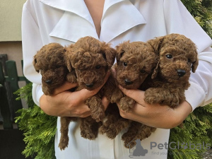 Photo №1. caniche (jouet) - à vendre en ville de Zrenjanin | Gratuit | Annonce №117211